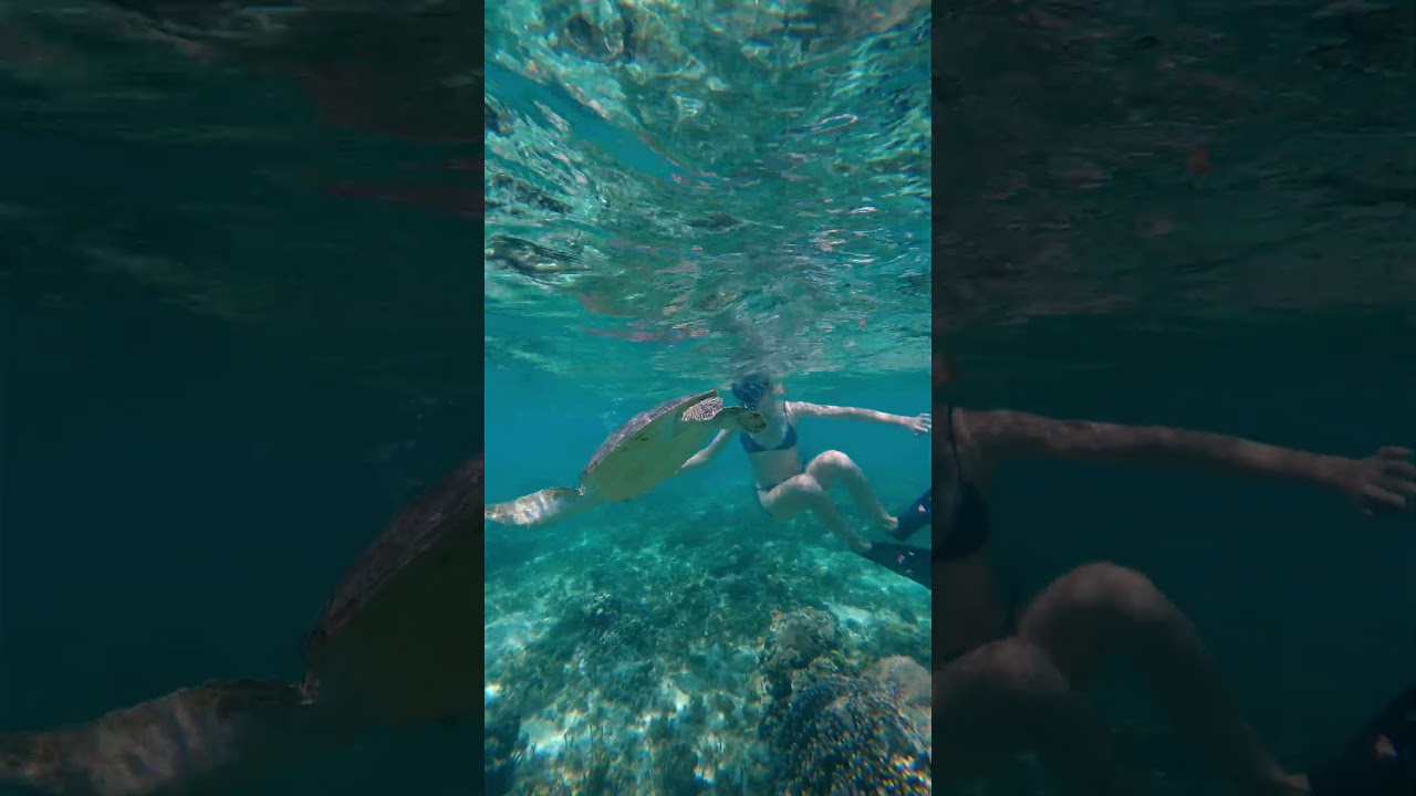 Sea Turtles Just Minutes From Shore 🐢🌊 #curacao #beach #turtle