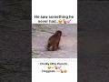 Punch-kun Saw Something he Never Had #macaquemonkey #short #shortsvideo #shorts #shortsyoutube