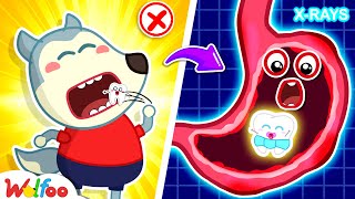 What If We Swallow Baby Teeth ?  Educational Video For Kids  Wolfoo Kids Cartoon