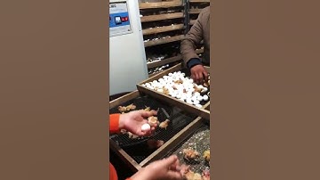 Incubator for your chicken and duck 2022 #  22