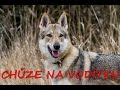 Chůze na vodítku - Československý vlčák