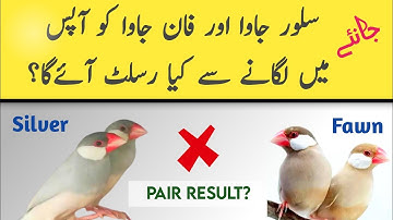 Silver jawa ko fawn se lagane ka result | java bird cross breeding | java finch pairing result
