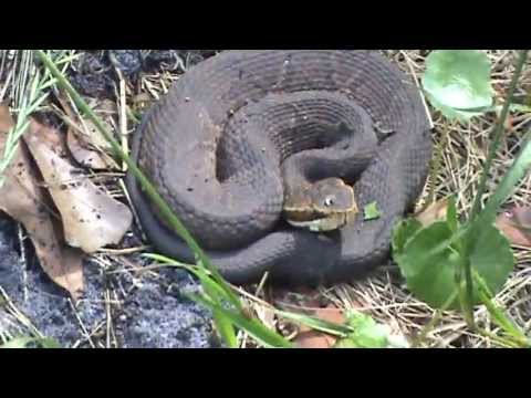 Water Moccasin in the Garden