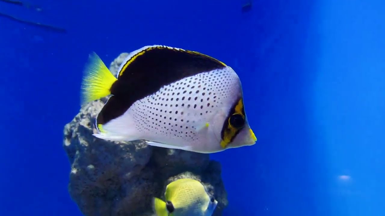 Tokyo Sea Life Park Chaetodon Tinkeri Tinker s Butterfly Fish tokyo-sea-life-park-chaetodon-tinkeri-tinker-s-butterfly-fish