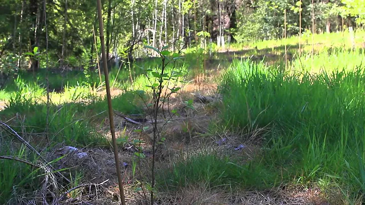 Shade Our Streams: The Impact of Invasive Species