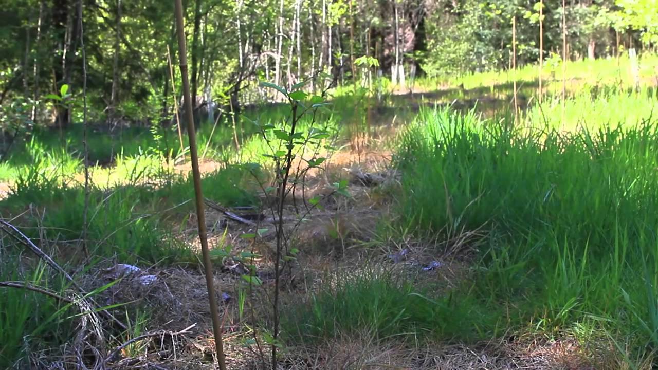 Shade Our Streams: The Impact of Invasive Species