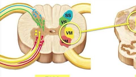 Lecture 16 Autonomic Nervous System