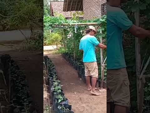 Video: Tanam Berkebun Berbaris – Menanam Dan Menderma Sayuran Untuk Yang Lapar