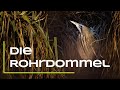 Die Rohrdommel - Ein Steckbrief