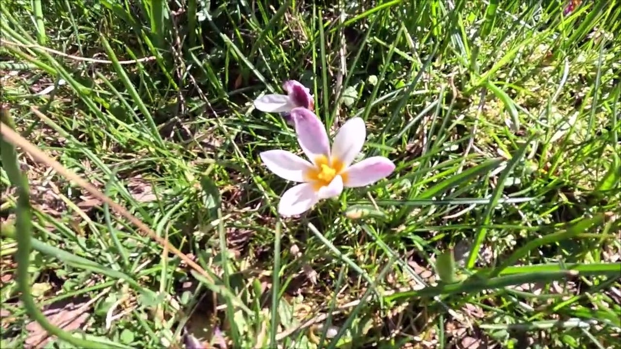 Ομαλός -  Κρόκος ( ένα πανέμορφο λουλούδι )