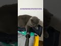 When Your Cat Is Being Extra Stubborn #cat #cute #funny #petlovers #pets