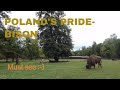 Poland's Pride-European Bison//Our trip to Białowieża| Part 1