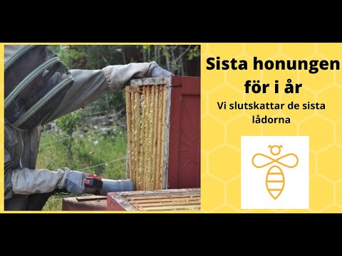 Video: Använda Honung För Sårvård På Djur - Honningens Helande Kraft