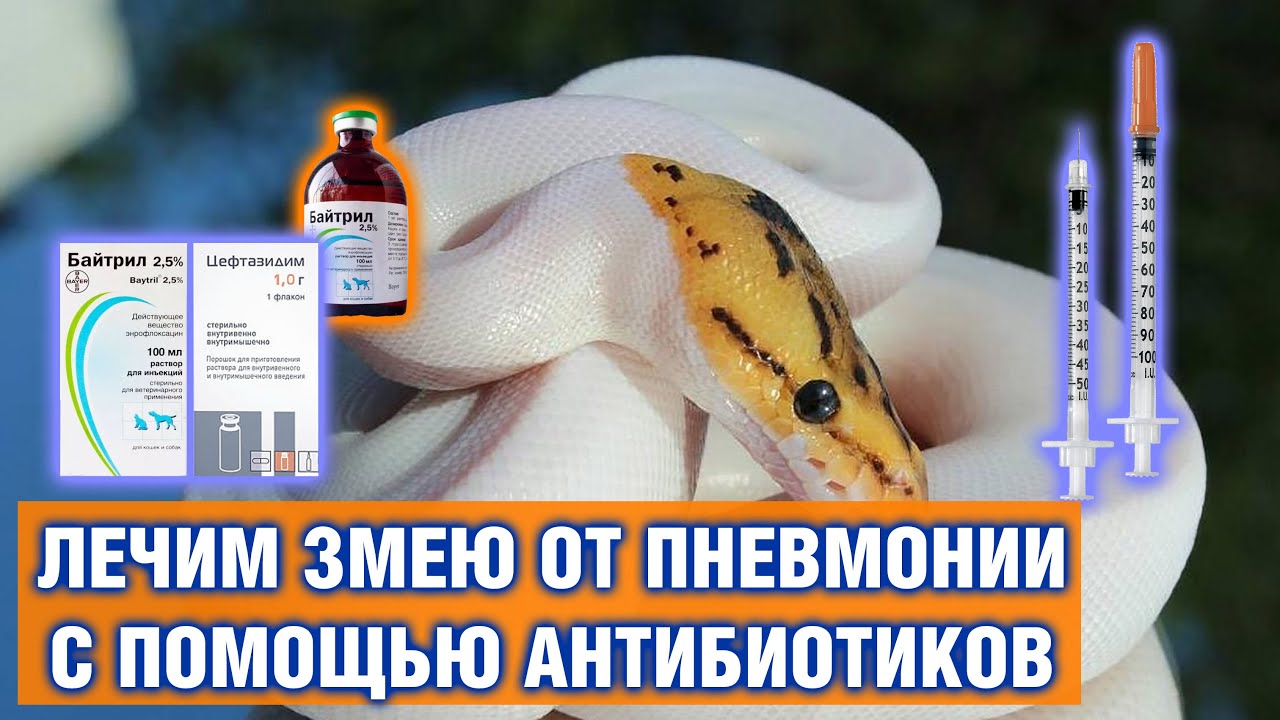 Лечение рептилий от пневмонии — Как вылечить змею от пневмонии уколами ...
