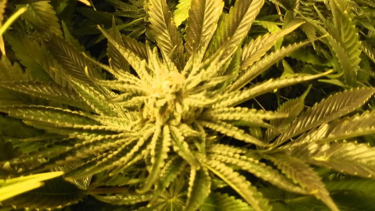 Sin City Seeds Tangerine Power and Cancer's Nightmare (1080p) YouTube