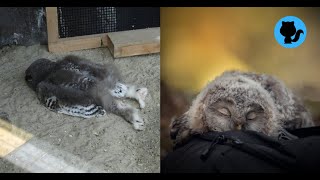 Why do owls sleep on their backs? 8 kinds of special sleep habits animals