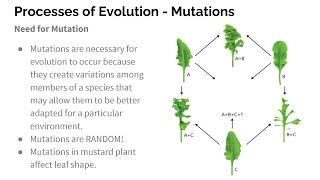 Lesson 3  The Process of Evolution