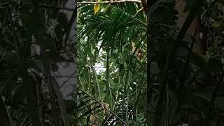 Pikat Burung Remetuk Laut Jantan