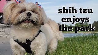 How my Shih Tzu get her exercise