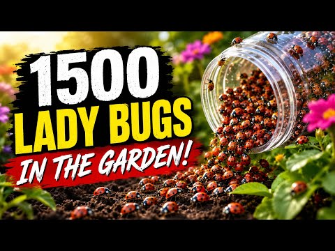 🐞 1,500 Ladybugs vs Garden Pests! Will They Stay?