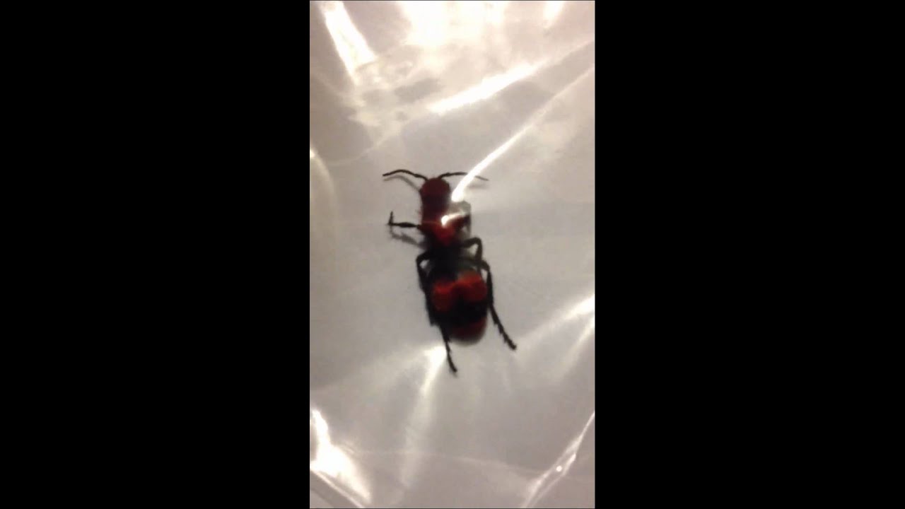 snake oil Cow Killer Wasp we removed during a Yellowjacket hive remov