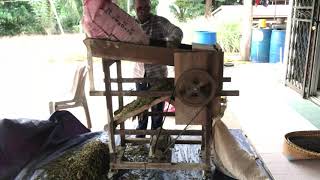 This how pepper thresher work, save your time and energy!