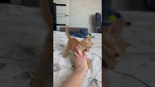 Precious Kitten Stalks and Nibbles Owner’s Hand