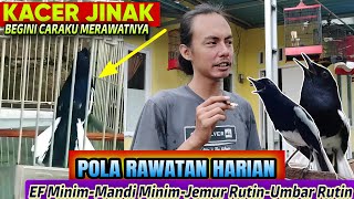 Kacer Jinak  Cuma Saya Rawat Simpel Begini Saja Kacer Jadi Gacor Dan Buka Ekor