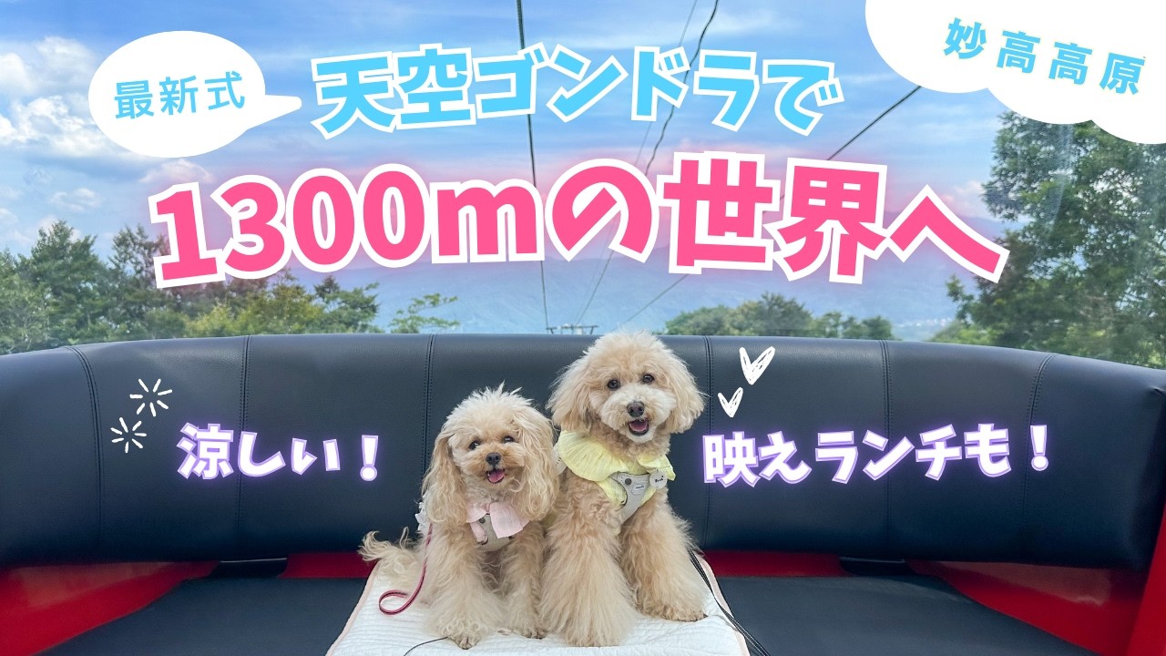【絶景×避暑】標高1300mの涼しい絶景おさんぽ🐶愛犬と水盤テラスで映えランチ！｜妙高高原｜愛犬とおでかけ