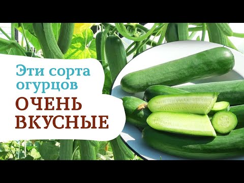 САМЫЕ ВКУСНЫЕ ОГУРЦЫ? ГЛАДКОПЛОДНЫЕ ! ПРОСТО ПОСМОТРИТЕ НА ЭТИ СОРТА