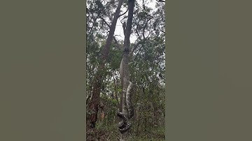 Wildly Large Python climbing Tree 🌴🐍 #snake #python