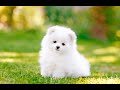 New_Cute_Baby_Massage_Ringtong - Sms Ringtong