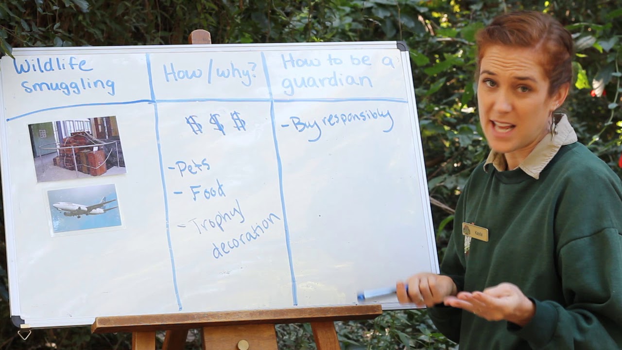 Guardians of the Endangered Part 4 - Wildlife Smuggling 🦎💰