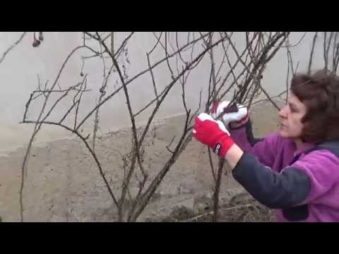Видео: Резитба на лантана: как и кога да подрязваме храстите на лантана
