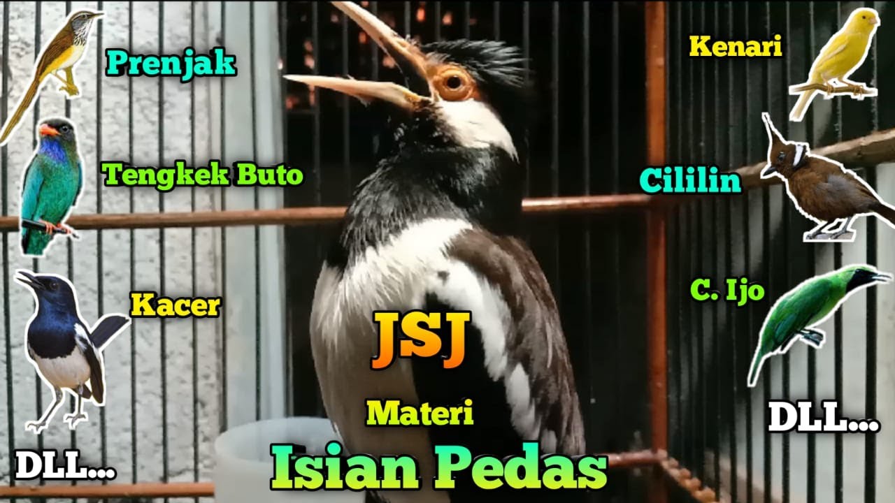 Suara Jalak Suren MATERI Full Isian MEWAH & PEDAS Buat Pancingan Jalak Kurang Gacor & Macet Bunyi