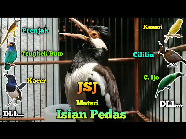 Suara Jalak Suren MATERI Full Isian MEWAH & PEDAS Buat Pancingan Jalak Kurang Gacor & Macet Bunyi class=