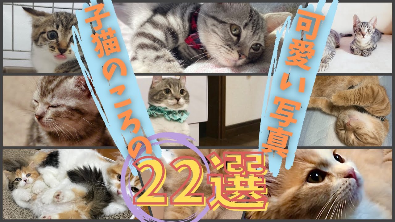 【子猫大集合！】子猫の頃の可愛い写真22選！！ - YouTube