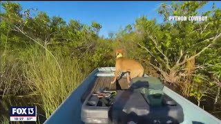 'Python Cowboy' wrangles invaders, with some help from man's best friend Details