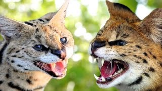 Savannah Cat vs Serval  Understanding The Differences