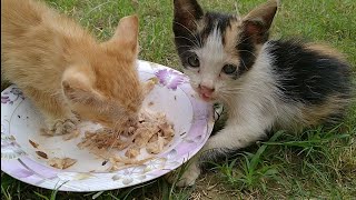 Rescue Feral Kitten Trying To Forget Her Past And Making New Friends