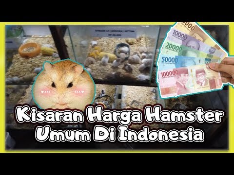 Video: Berapa Harga Hamster?