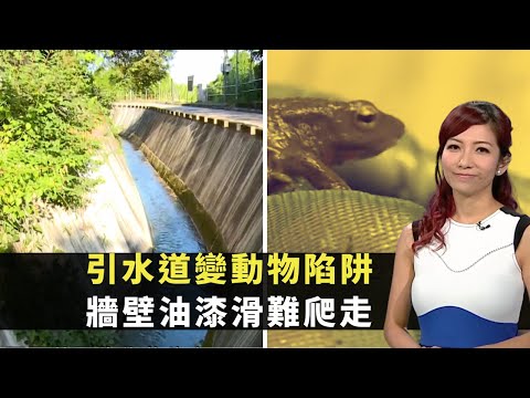 東張西望｜引水道變動物陷阱｜牆壁油漆滑難爬走｜被困後無食物捱凍致命｜朱凱婷 黃耀英