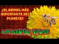 &quot;Abeja&quot; el ser más importante del planeta