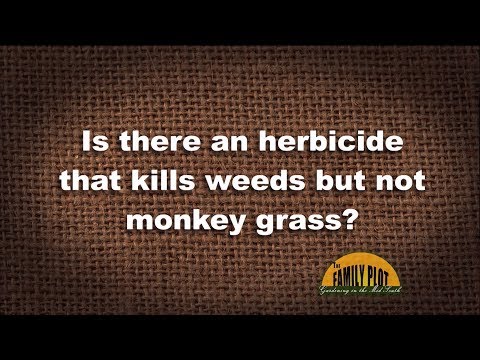 Video: Adakah Fusilade akan membunuh rumput Bermuda?