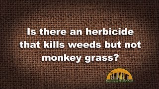 Q&A – Is there an herbicide that kills weeds in monkey grass?