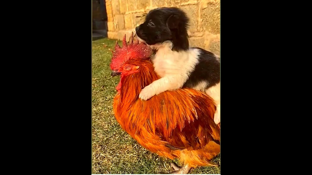 Dog vs Chicken Fight Part Woof Woof YouTube