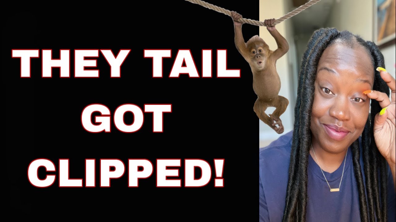 These flying monkeys THOUGHT their LIES would fly🤭