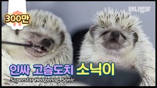 Have you ever seen a hedgehog use a toothbrush? (Sonic the Hedgehog irl lol)