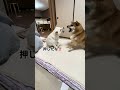怒る白柴を、あたま「ポン❣️ポン❣️」で軽くいなす赤柴‼️#素直な白柴初めて見た😳#喧嘩になるかと思ったよ💦#赤柴がイケメンに見えてしまった🤭#柴犬#多頭飼い#shibainu#dog