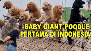 BABY POODLE RAKSASA PERTAMA DI INDONESIA